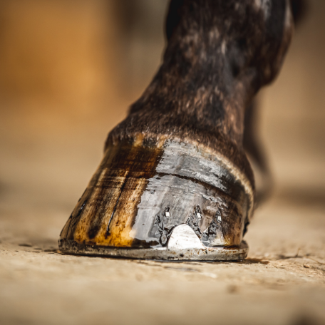 CORNUCRESCINE - TEA TREE HOOF OIL