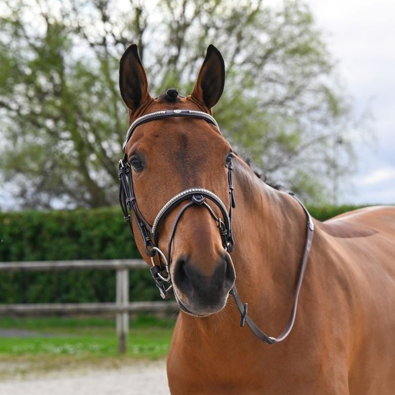 TESTIERA BRIDON CLINCHER