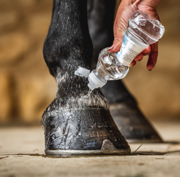 CORNUCRESCINE - DAILY HOOF BARRIER