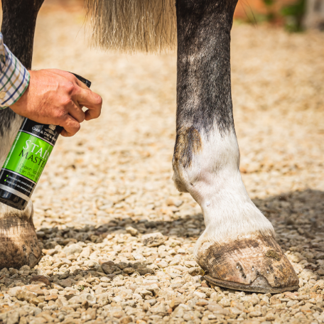 STAINMASTER - SHAMPOO SECCO PER CAVALLI